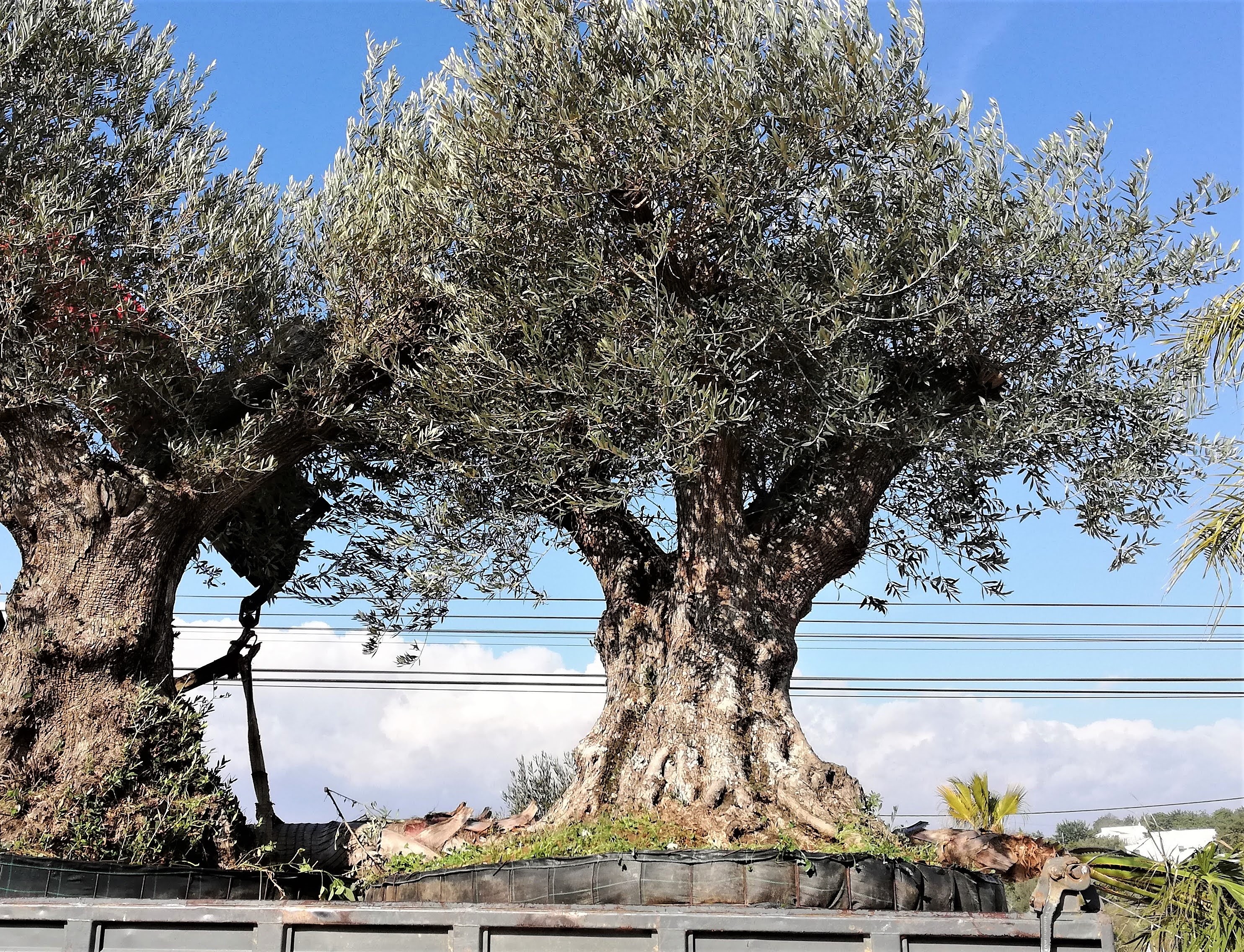 Olive Tree 1